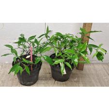 Kopsia sp.(T02)(white flower)