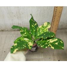 Codiaeum A18 Europa
