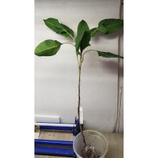 Ficus benghalensis var. Krishnae 143 ноябрь