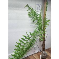Нефролепис фалката "Шок вейв" / Nephrolepis falcata 'Shock Wave'.