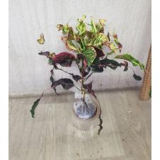 Codiaeum A52 Soii Ra ya