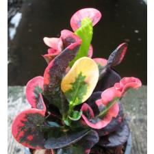 Codiaeum Sri Sa Nga 172