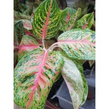 Aglaonema T25 Boxing