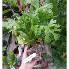 Polypodium polycarpon cv. Grandiceps (Compact form)