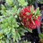 Callistemon Little John Dwarf.