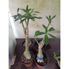 Adenium sp 7988