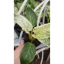 Philodendron birkin 12 cm pot