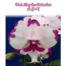 Phal. King Car Dalmatian 2.5" B38 June