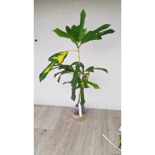 Codiaeum Tri Thong. уценка 1500р