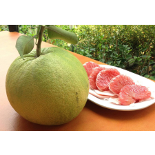 Цитрус максима (розовая мякоть), Малайзия (привитый) / Citrus maxima (pink flesh) Malaysia (grafted).