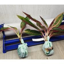 Aglaonema P-1 Banlung