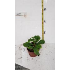 Elatostemma sp. pot