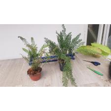 Asplenium thunbergii pot