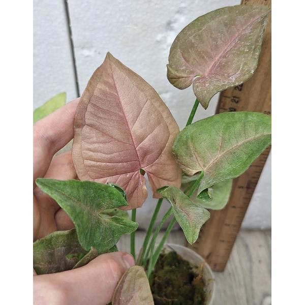 Сингониум Неон / Syngonium Neon