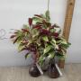 Exoecaria cochinchinensis variegated