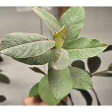 Псидиум гуаява (Красные листья) / Psidium guajava (red leaf)