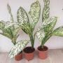 Dieffenbachia White Blizzard