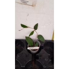 Hoya caudata A20