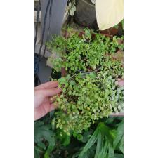 Dischidia nummularioides (small leaf) pot