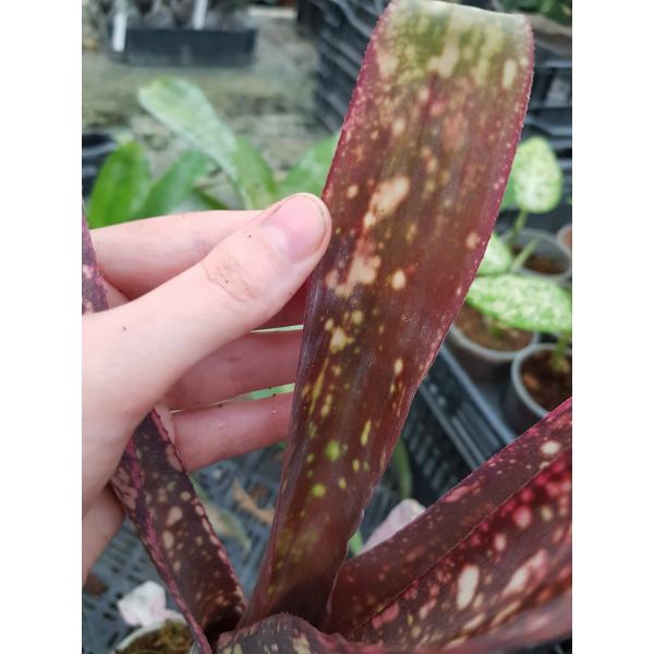 Billbergia 'Dreams' 11A