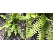 Нефролепис сп.(Т01) Бурма / Nephrolepis sp.(T01) Burma
