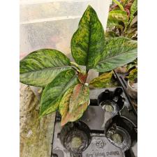 Aglaonema sp ( L) Heng Heng