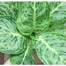Аглаонема Серебряная Роза (Черная) / Aglaonema Silver Rose (black) A-73
