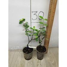 Ficus sp.(T55)(white variegated)