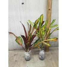 Codiaeum B-4 Khao hwang thong
