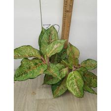 Aglaonema Fortune A-86