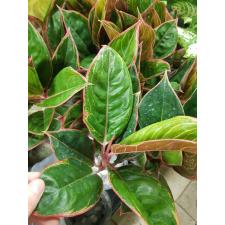 Aglaonema Lipstick thai