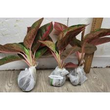 Аглаонема Саб Монгкол. / Aglaonema Sub Mongkol A-37