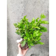 Murraya paniculata (white variegated) 328