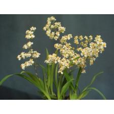 Онцидиум Твинкл Фрэгранс Фэнтези / Onc. Twinkle Fragrance Fantasy