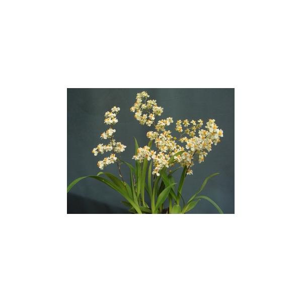 Онцидиум Твинкл Фрэгранс Фэнтези / Onc. Twinkle Fragrance Fantasy