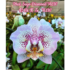 Phal. Sogo Diamond 'HLW' 2.5" B3 octob