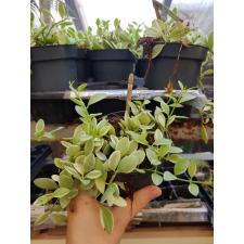 Dischidia Onanthe 'white Diamond' 10 cm