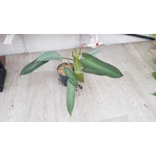 Philodendron atabapoense sp pot