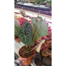 Anthurium Clarinervium 17 cm pot