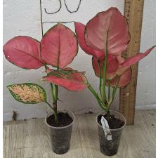 Аглаонема Супер Розовая / Aglaonema Super Pink A-41