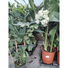 bugenvilija wait 12 cm pot