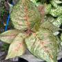 Aglaonema sp New aglonema