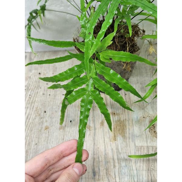 Птерис кретика / Pteris cretica