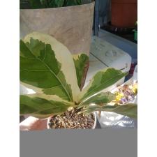 Ficus lyrata variegata (S) 6000р