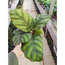 Calathea Fasciata 12 cm pot