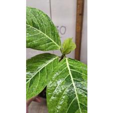 Ficus sp.(T32) Golden variegated