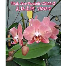 Phal. Leco Fantastic 'Ll045-2' 2.5" B6 april