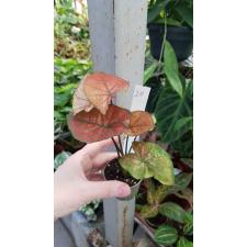 Caladium 24