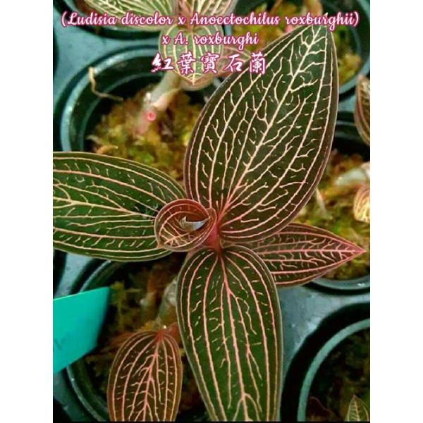 Лудисия дисколор х Анектохилус роксбургии / Ludisia discolor x Anoectochilus roxburghii