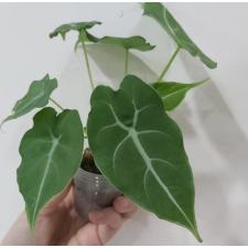 Alocasia watsoniana x sib1.7"B37ps. October
